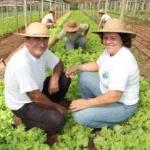 A desoneração do pagamento do salário-educação do produtor rural