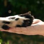 A proteção animal e os seus desafios