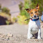 Guarda alternada - animais domésticos: três perplexidades na defesa de seus interesses