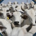 A suspensão do pagamento do FUNRURAL por meio de Ação Judicial