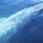 A participação em suicídio na perspectiva do jogo baleia Azul (Blue Whale)