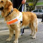 Recusa de transporte de táxi a deficiente visual e seu Cão-Guia