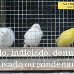 Autuado, indiciado, denunciado, acusado ou condenado?