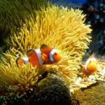 Os oceanos ficarão corrosivos até o fim do século