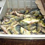 Associação teme impacto ambiental da pesca predatória em Pres. Epitácio