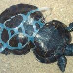 Impacto do plástico: Como o descarte de plástico nos oceanos afeta a vida do planeta?