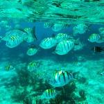 Mercúrio triplica nos oceanos e ameaça vida marinha