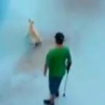 Cachorro é agredido com muleta em pista de skate em SC