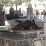 Lei pode permitir que animais sejam enterrados com seus donos em cemitérios de Niterói
