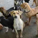Vereadora propõe desconto no IPTU para quem adotar animais