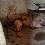 Operação natal sem carne