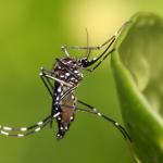 É possível haver o ingresso forçado em imóveis para eliminar criadouros do mosquito Aedes aegyptie?