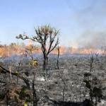 Entidades lançam campanha em defesa do cerrado