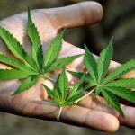 Conselho do MPF admite, pela primeira vez, a descriminalização da maconha
