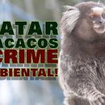 Macaco é aliado no combate à Febre Amarela