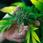 Anvisa inclui Cannabis sativa em lista de plantas medicinais