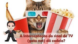 gato net tv