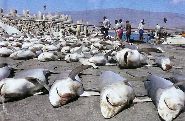 Pesca Predatória Significado